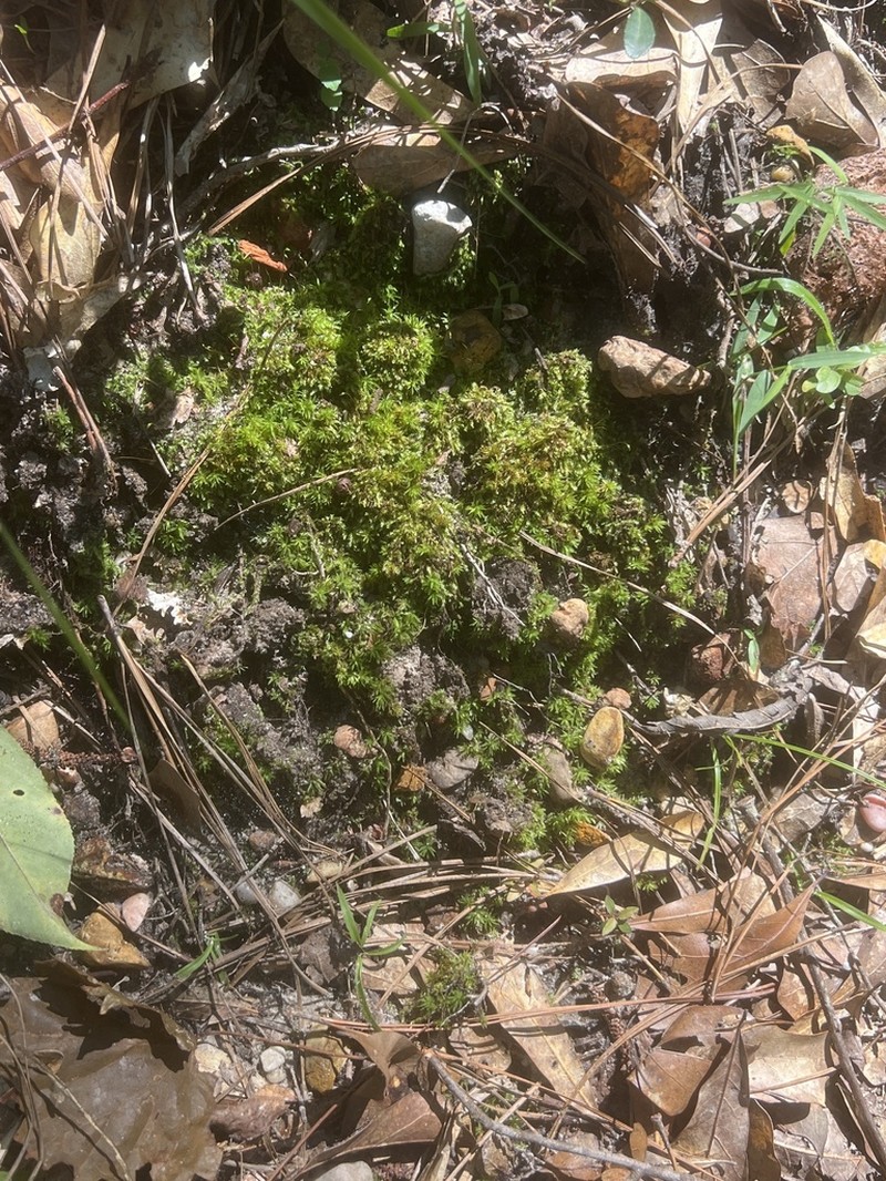 Isopterygium Moss photo 7