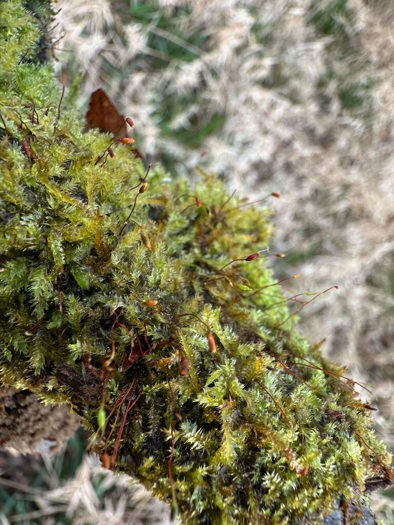 Isopterygium Moss photo 8