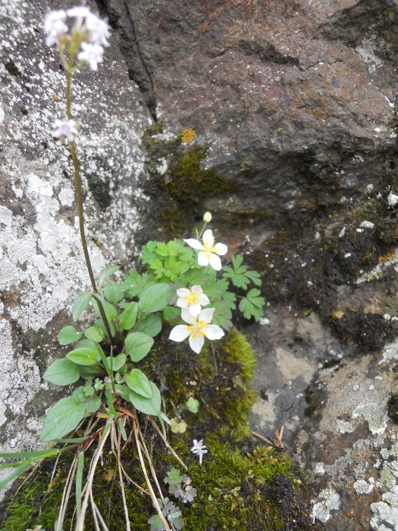 Isopyrum anemonoides photo 2
