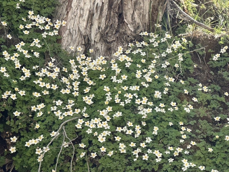 Isopyrum anemonoides photo 3