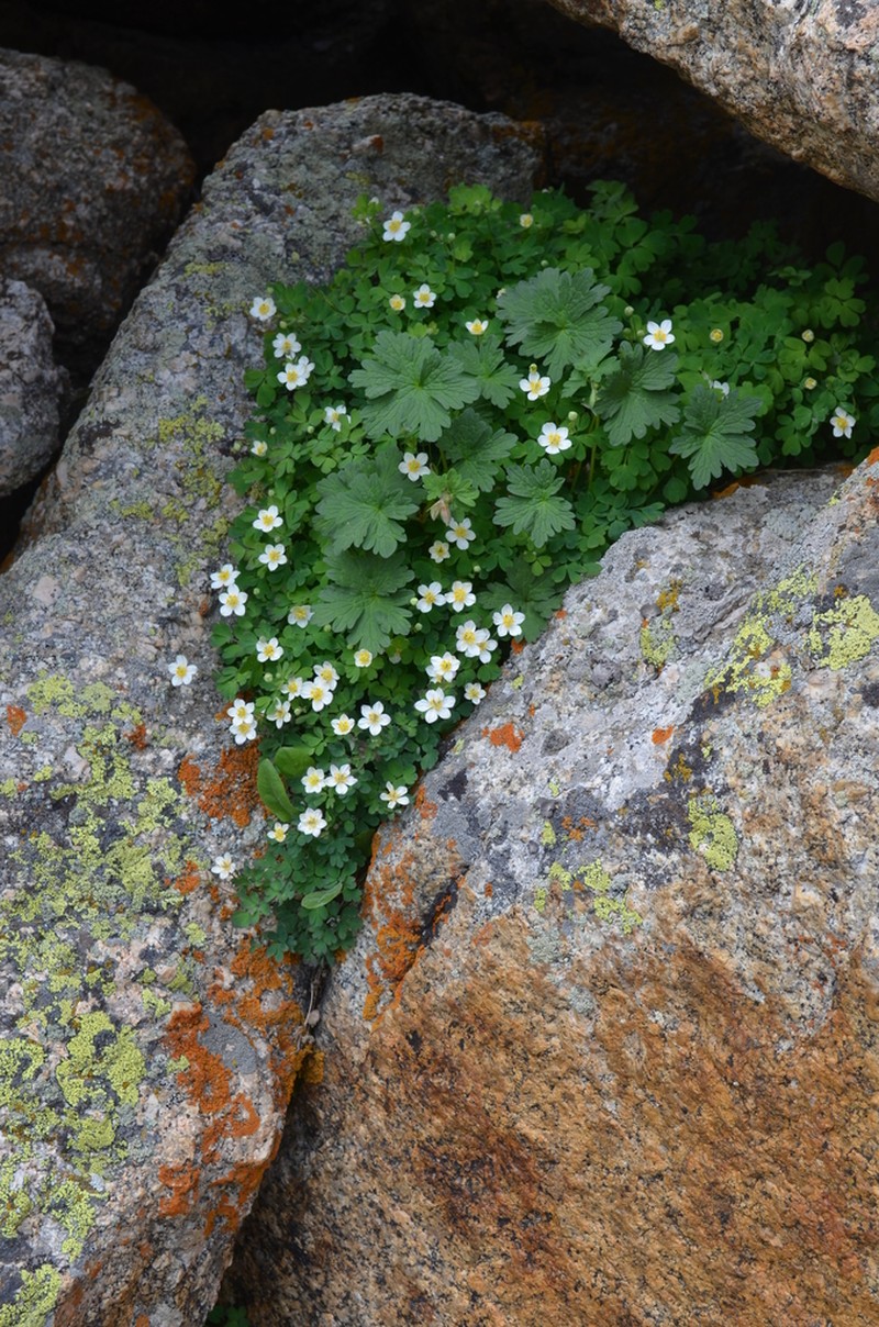 Isopyrum anemonoides photo 4