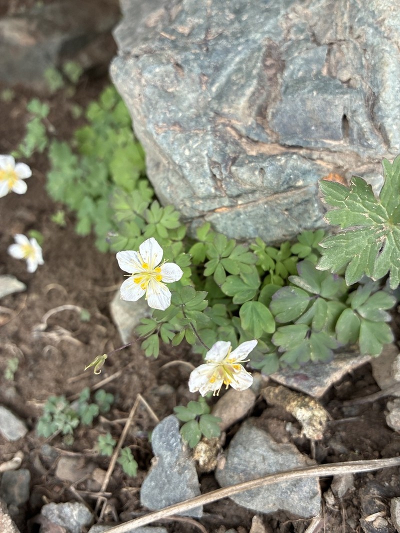 Isopyrum anemonoides photo 5