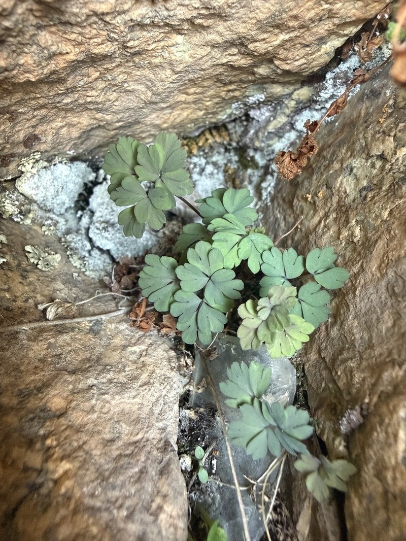 Isopyrum anemonoides photo 6