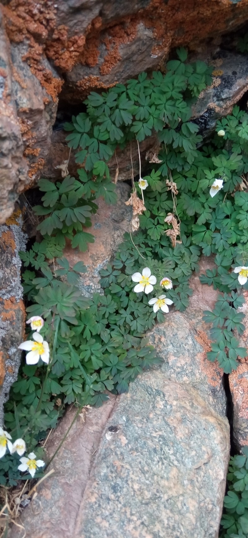 Isopyrum anemonoides photo 7