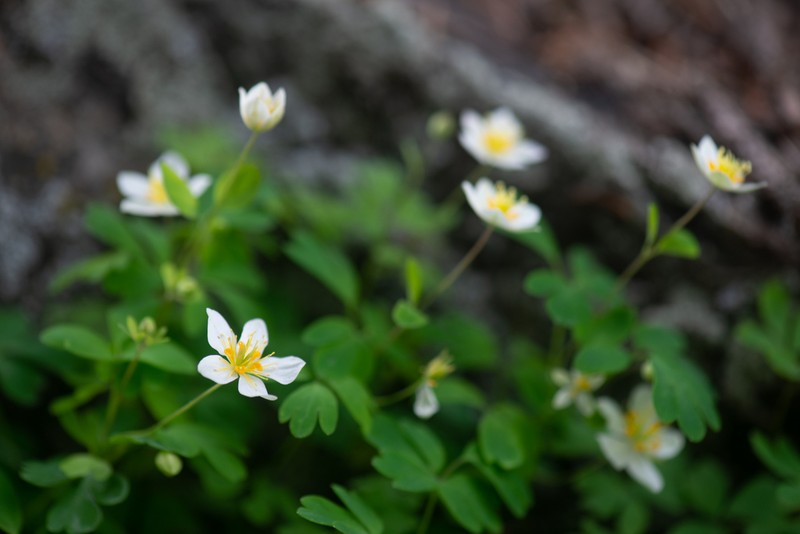 Isopyrum anemonoides photo 8