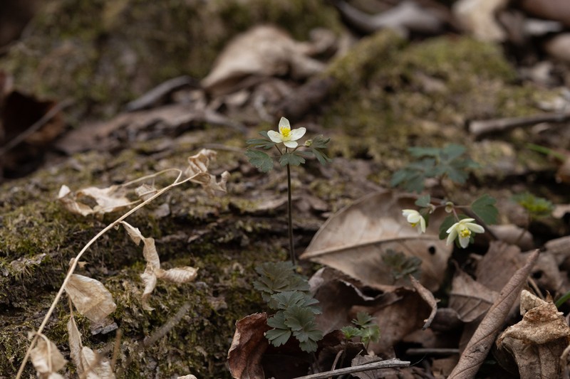 Isopyrum manshuricum