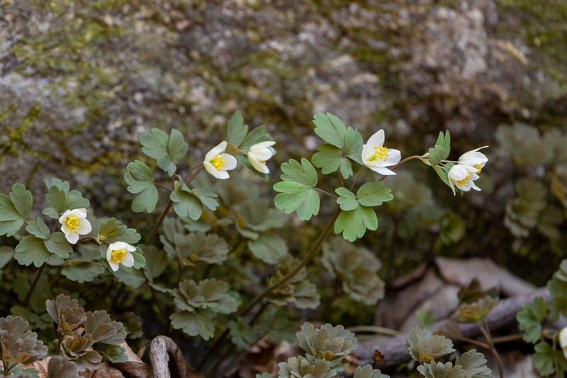 Isopyrum manshuricum photo 2