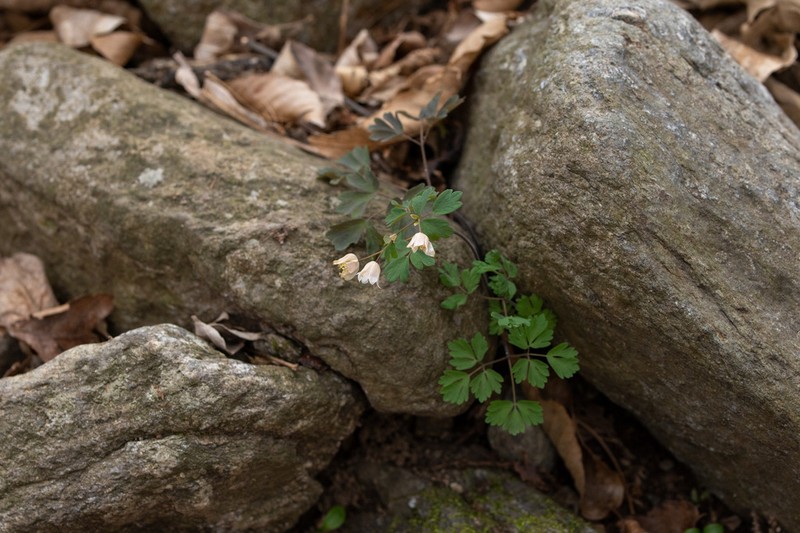 Isopyrum manshuricum photo 3