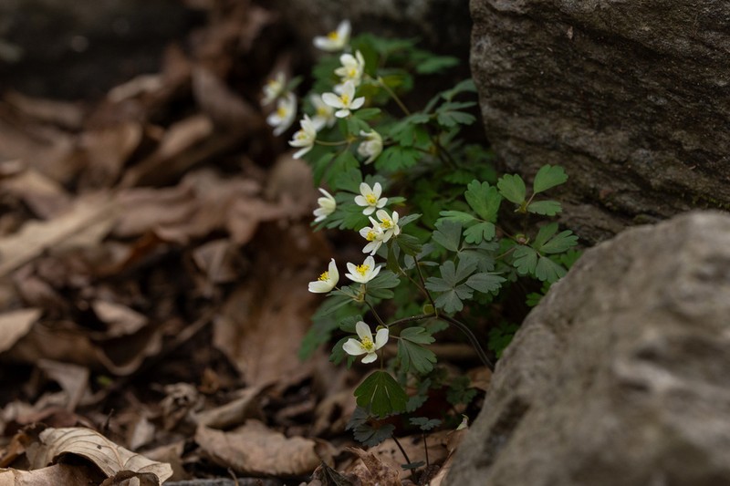 Isopyrum manshuricum photo 4