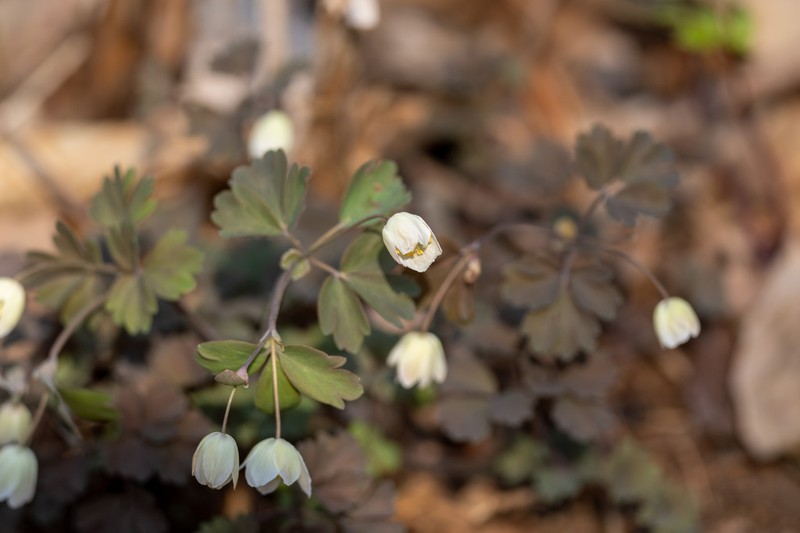 Isopyrum manshuricum photo 5