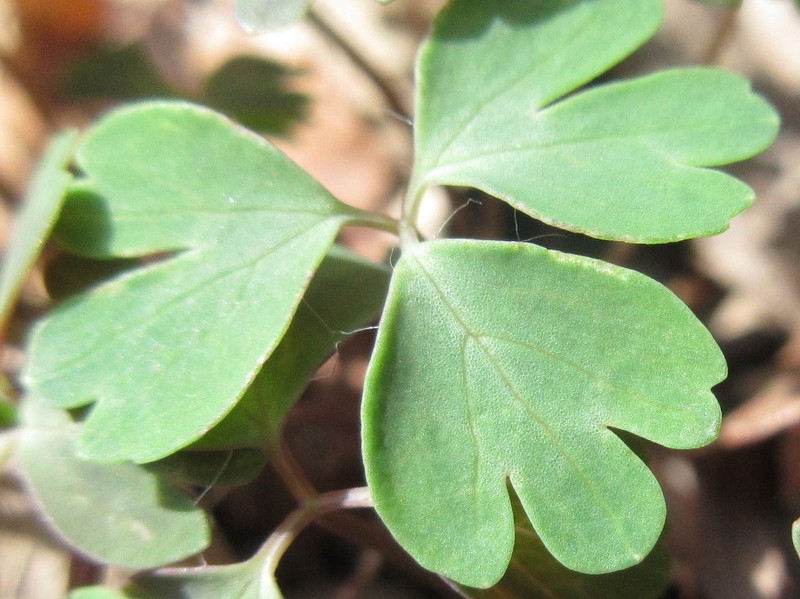 Isopyrum manshuricum photo 6