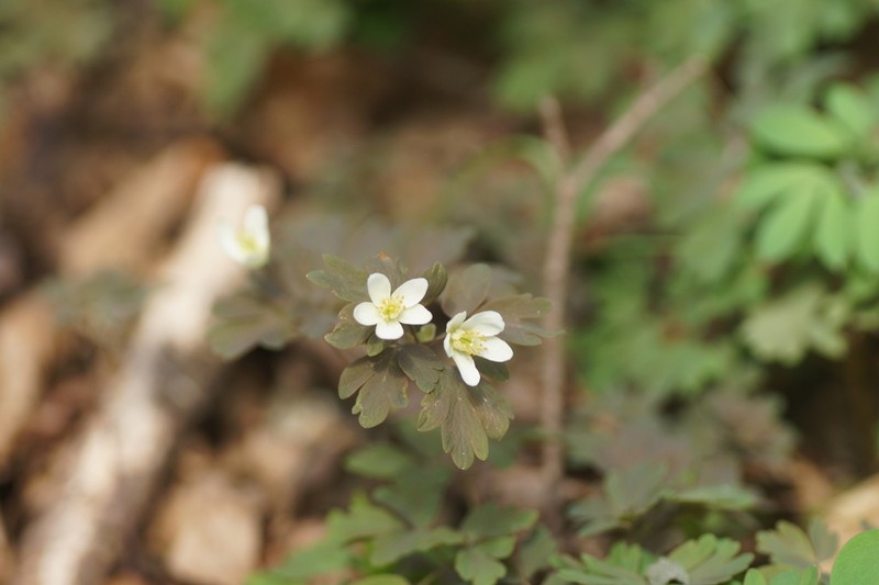 Isopyrum manshuricum photo 8