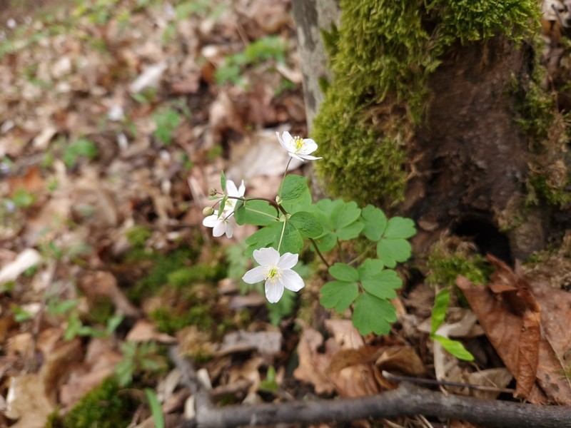 Isopyrum thalictroides