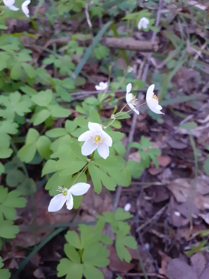 Isopyrum thalictroides photo 2