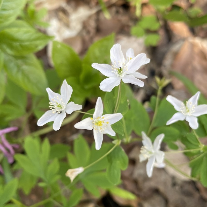 Isopyrum thalictroides photo 3
