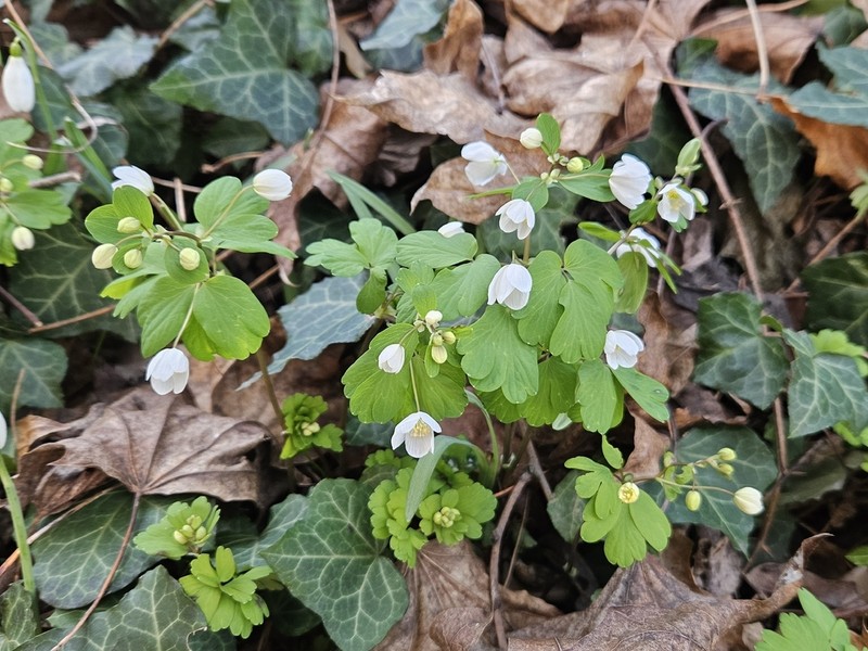 Isopyrum thalictroides photo 4
