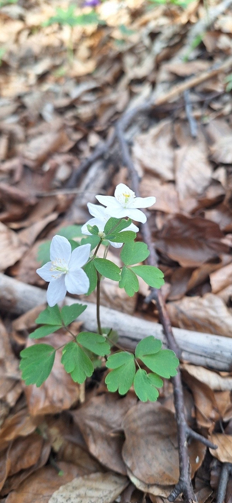 Isopyrum thalictroides photo 5