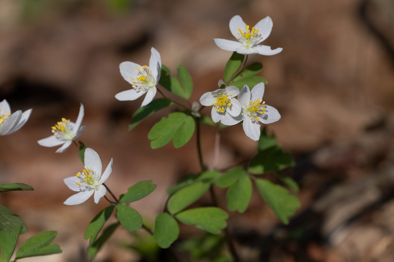 Isopyrum thalictroides photo 6