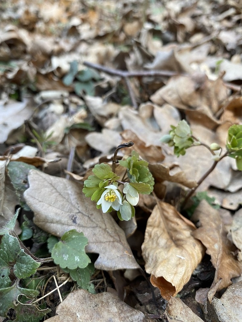 Isopyrum thalictroides photo 7