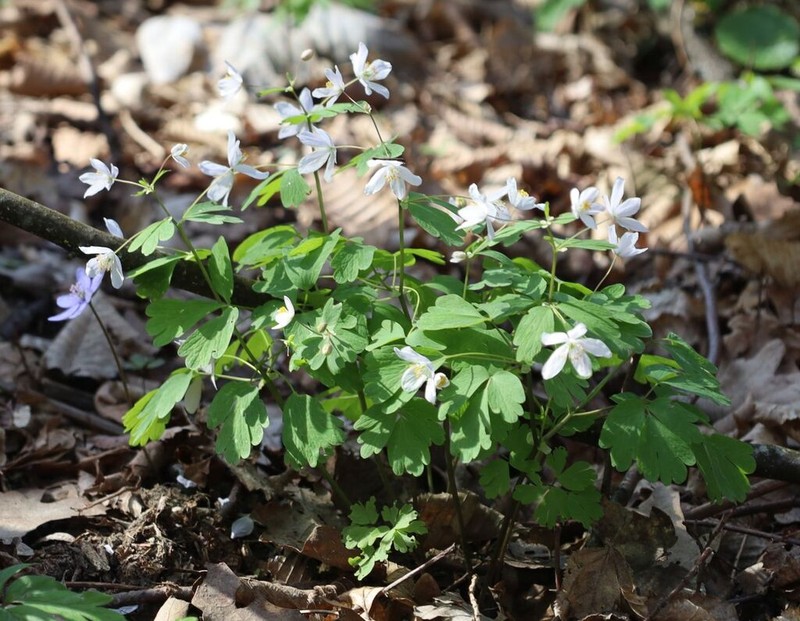 Isopyrum thalictroides photo 8