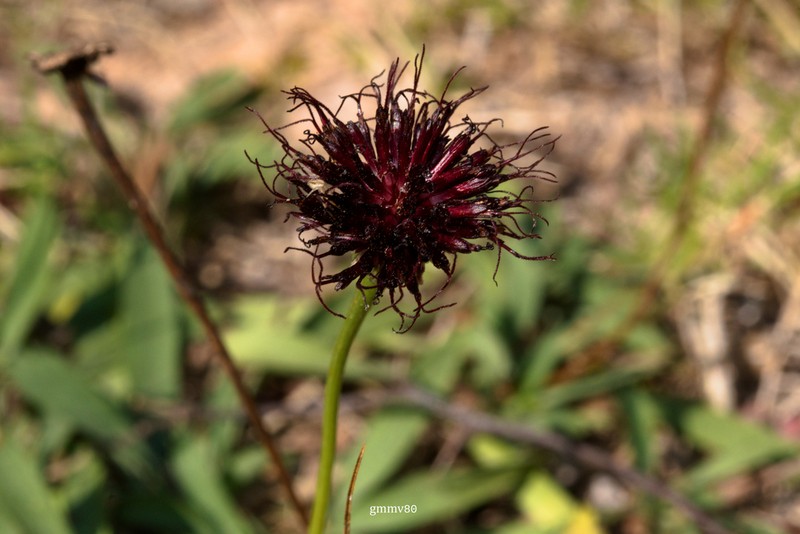 Isostigma acaule