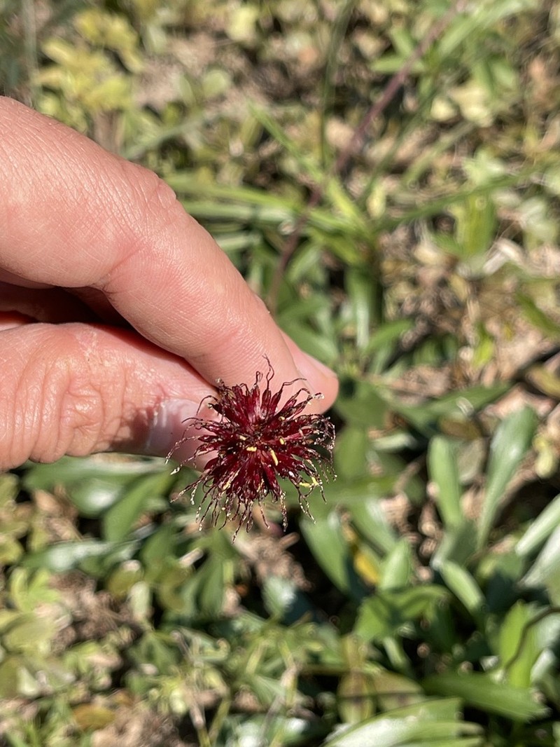 Isostigma acaule photo 3