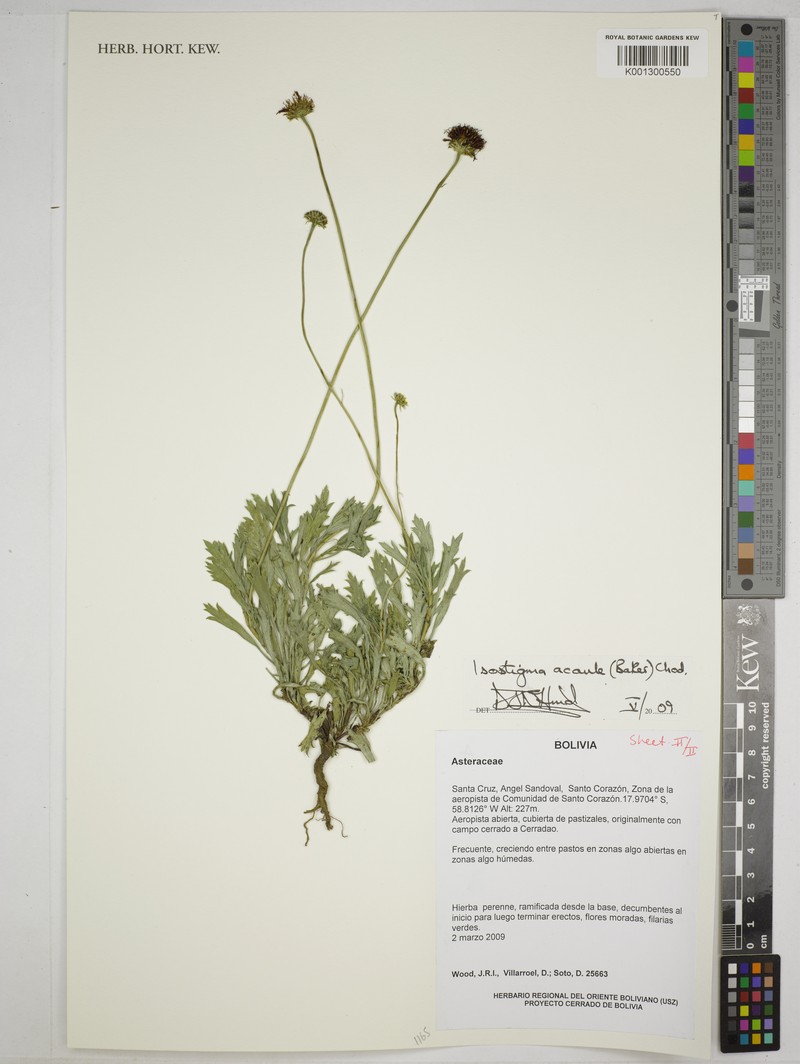 Isostigma acaule photo 4