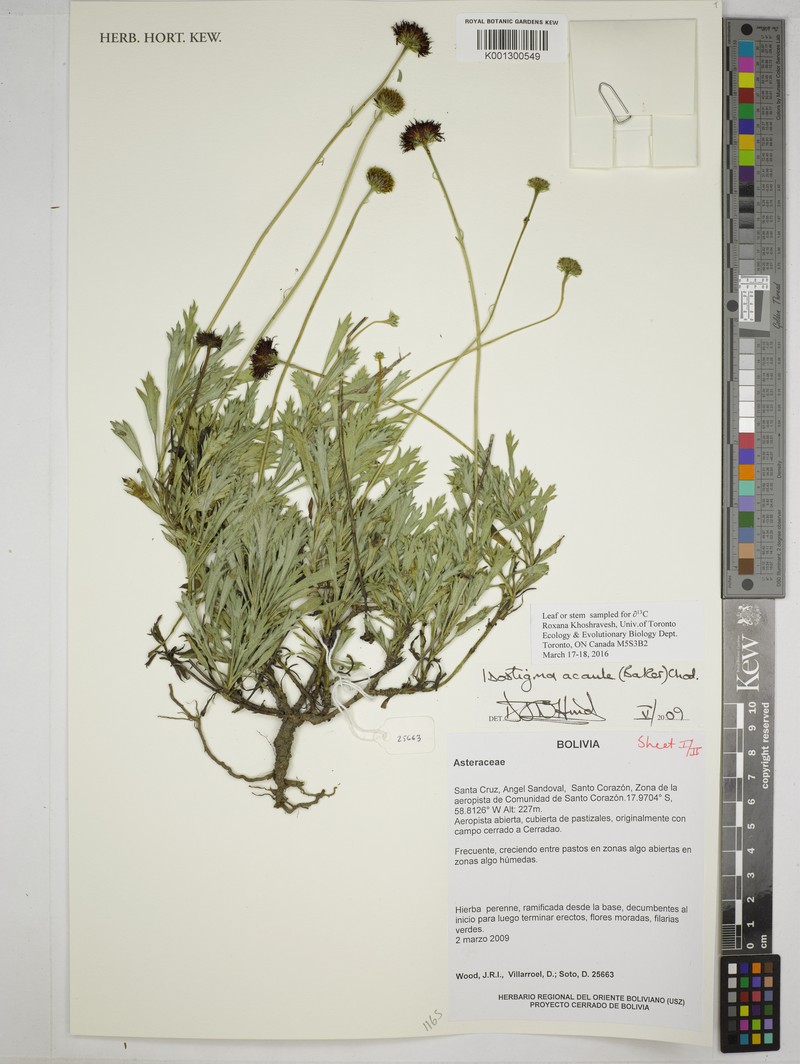 Isostigma acaule photo 5