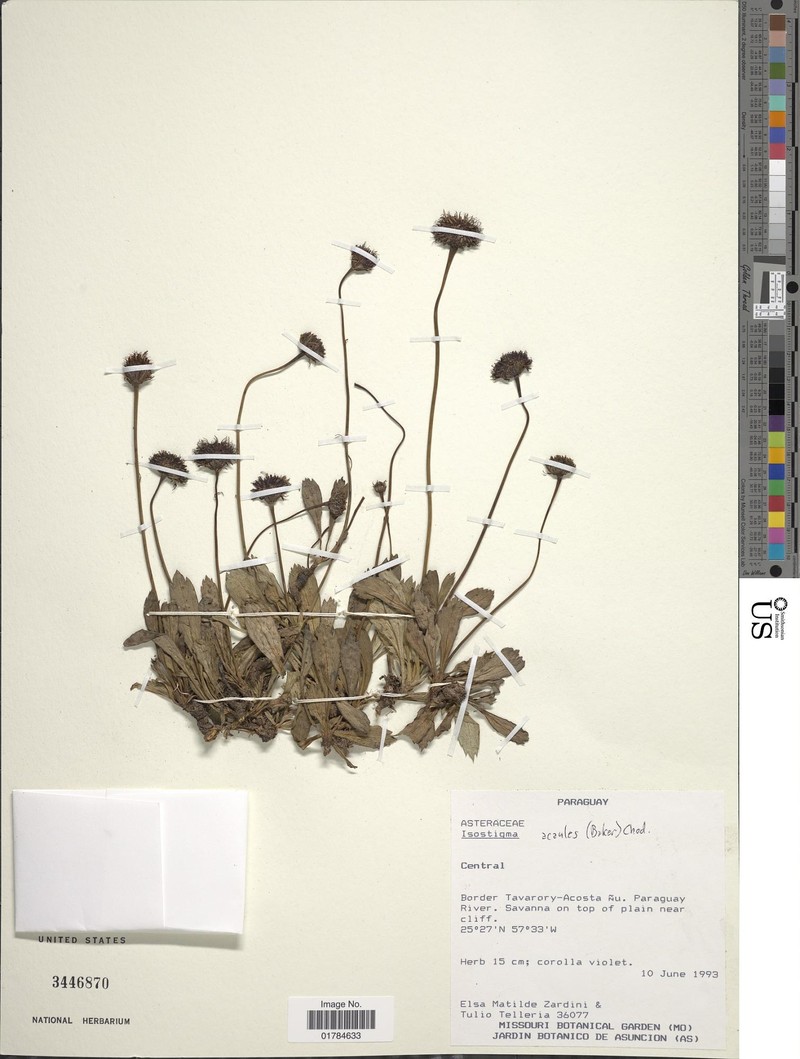 Isostigma acaule photo 6