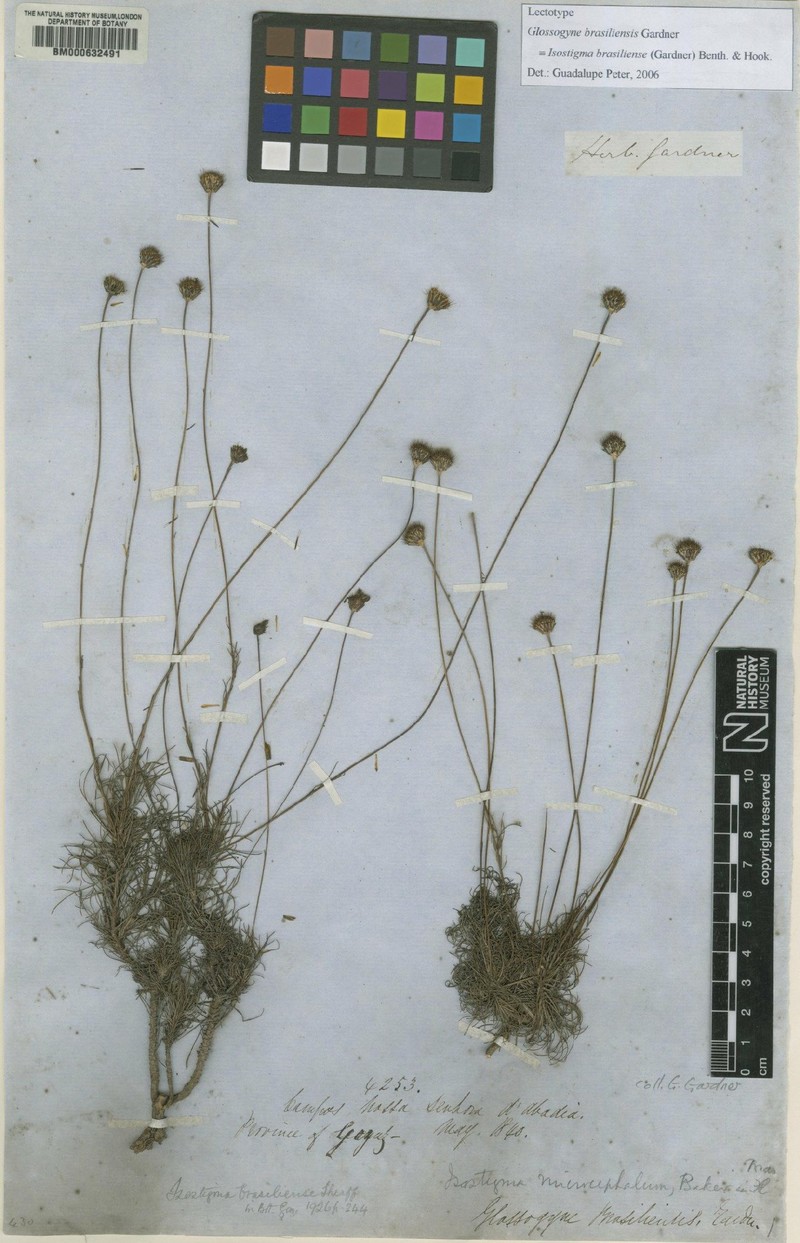 Isostigma brasiliense