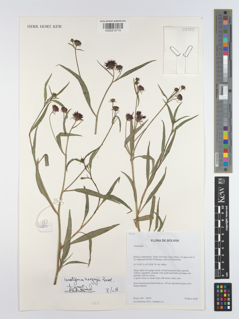 Isostigma herzogii