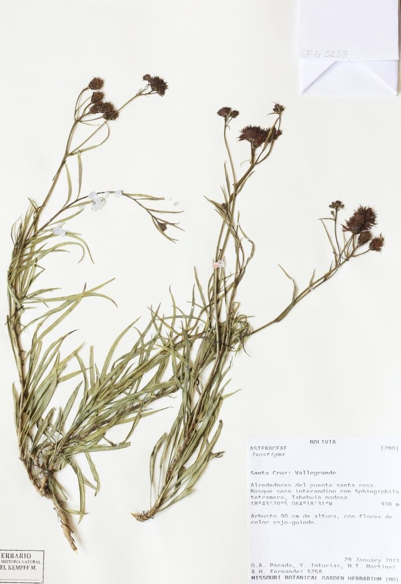 Isostigma herzogii photo 2