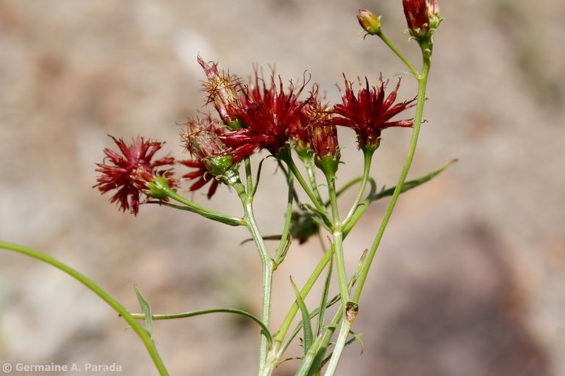 Isostigma herzogii photo 3