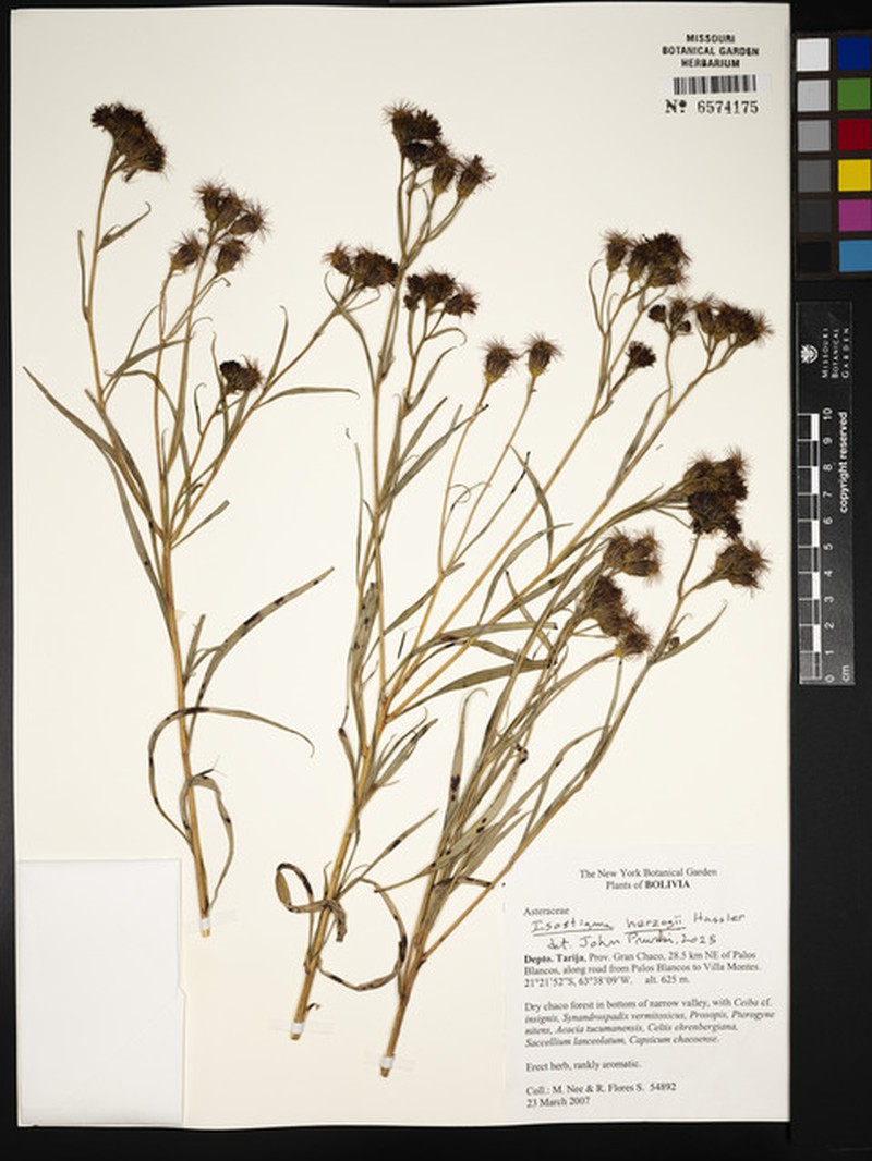 Isostigma herzogii photo 4