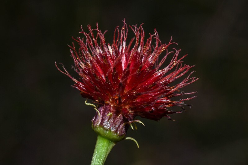Isostigma hoffmannii