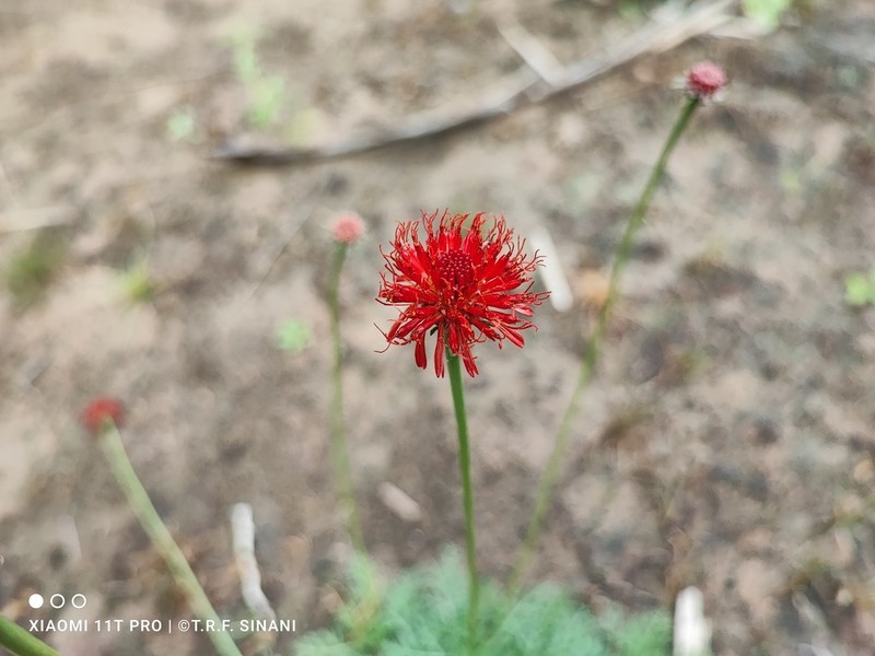 Isostigma hoffmannii photo 3