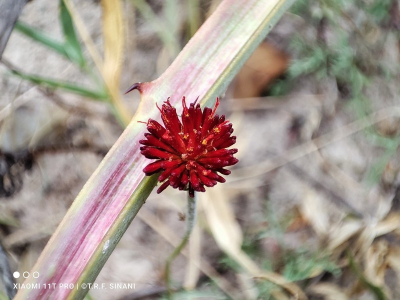 Isostigma hoffmannii photo 5