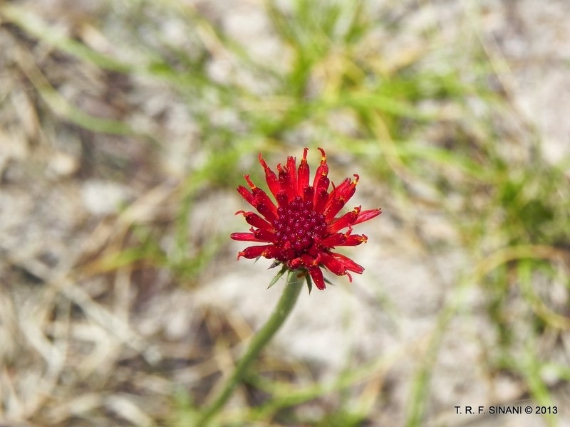 Isostigma hoffmannii photo 6