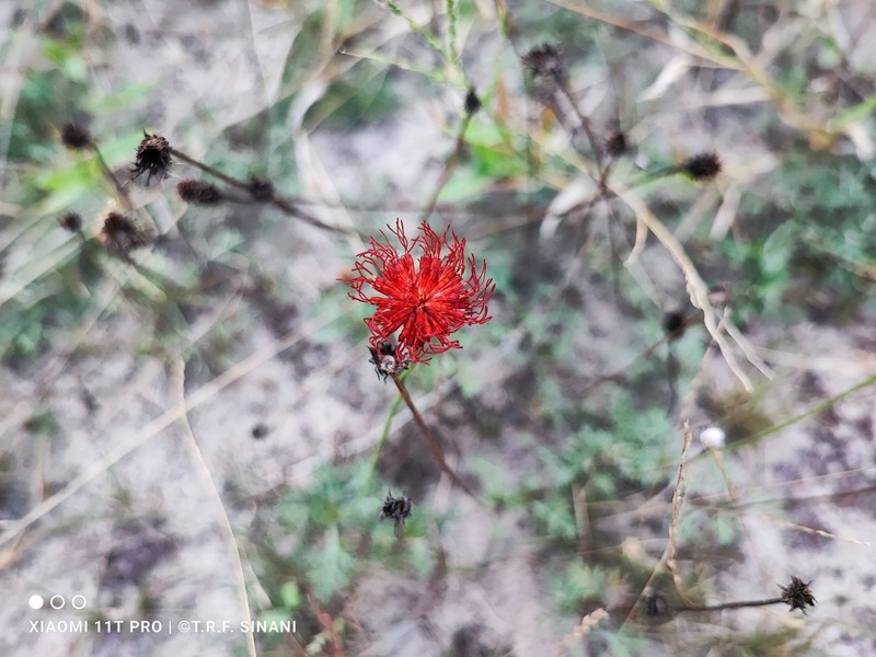 Isostigma hoffmannii photo 7