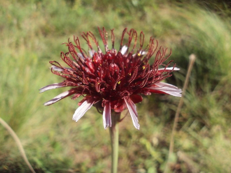 Isostigma peucedanifolium