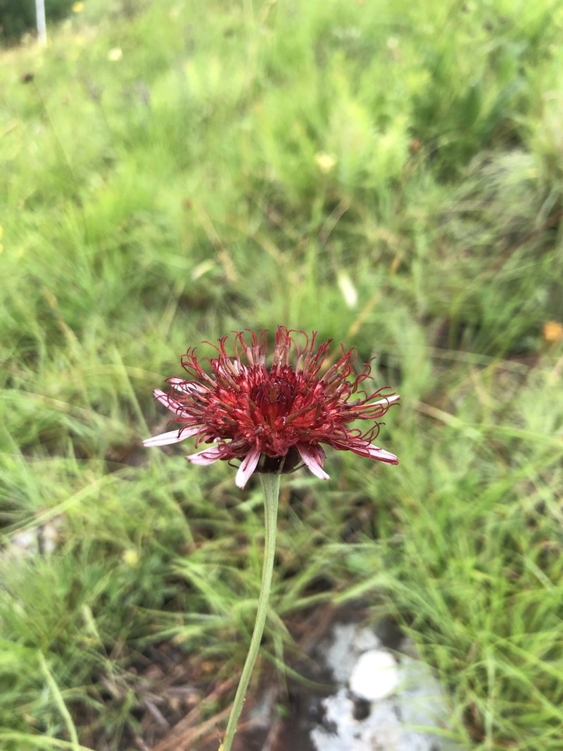 Isostigma peucedanifolium photo 2