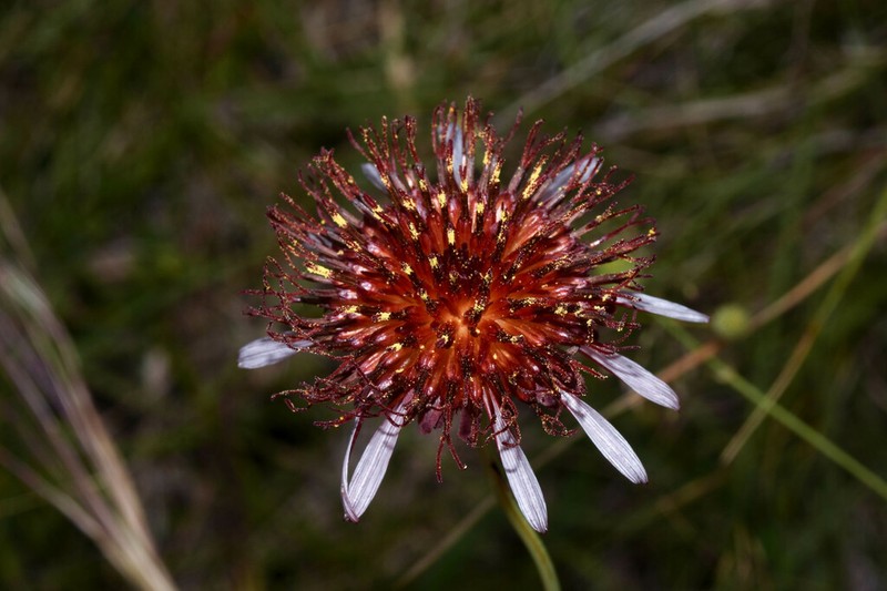 Isostigma peucedanifolium photo 3