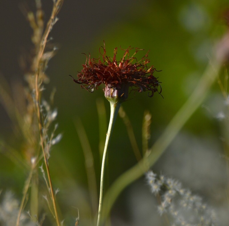 Isostigma peucedanifolium photo 4