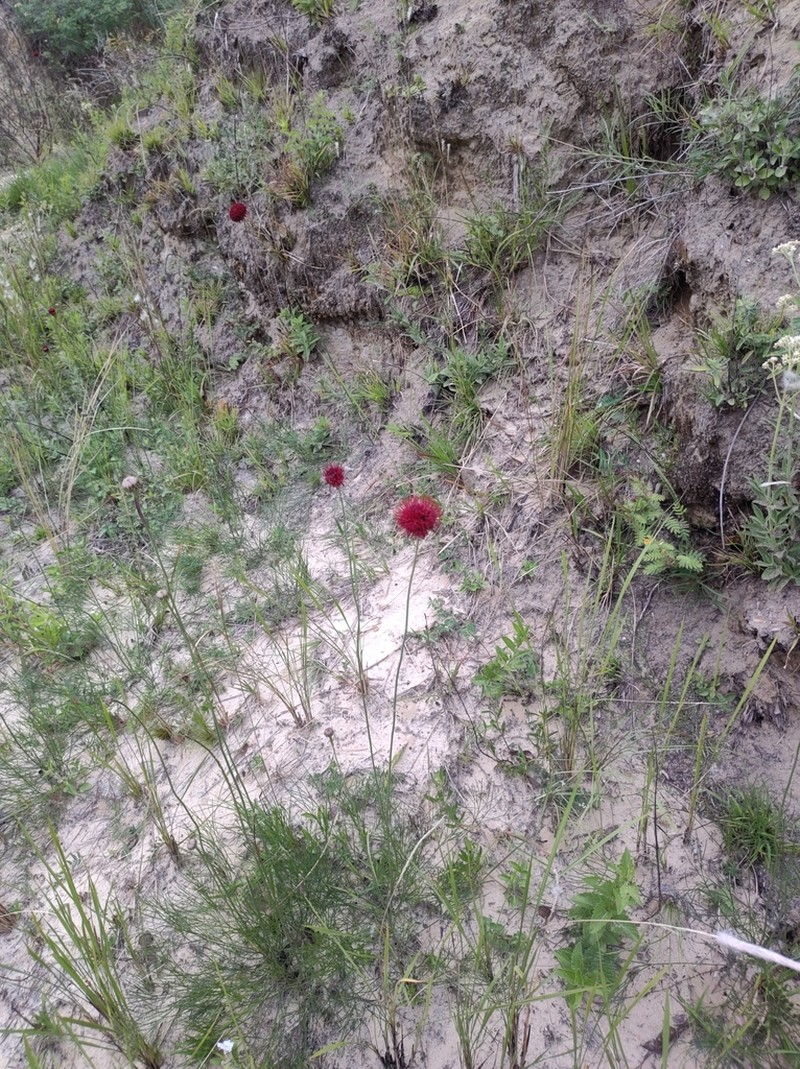 Isostigma peucedanifolium photo 5