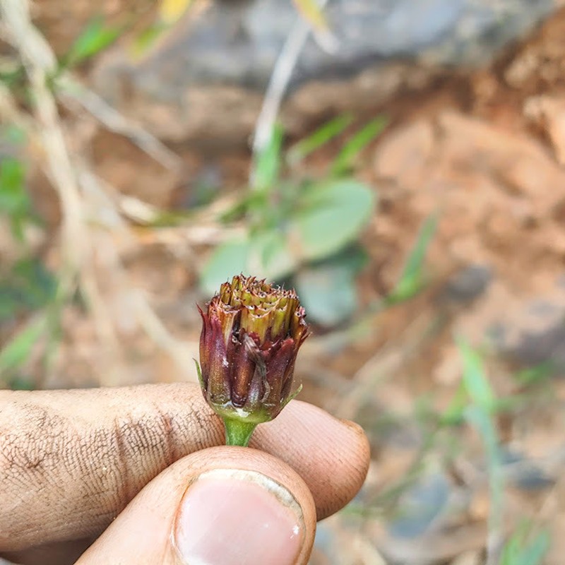 Isostigma peucedanifolium photo 6