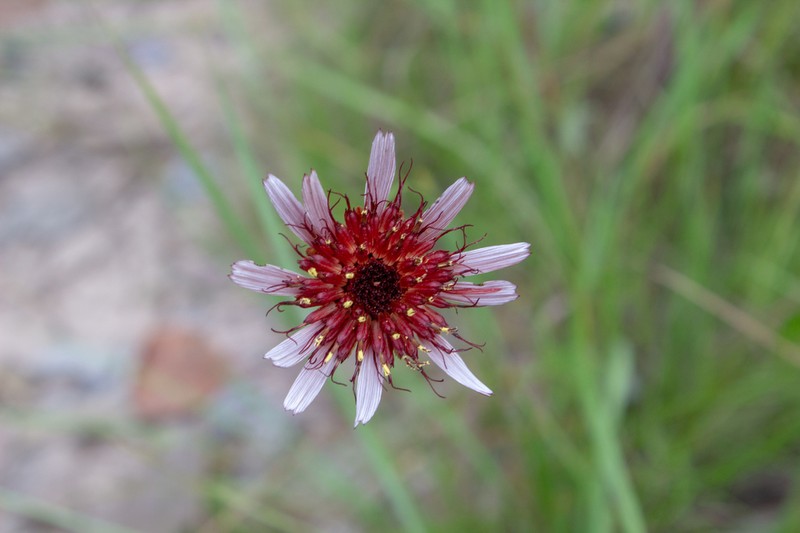 Isostigma peucedanifolium photo 7