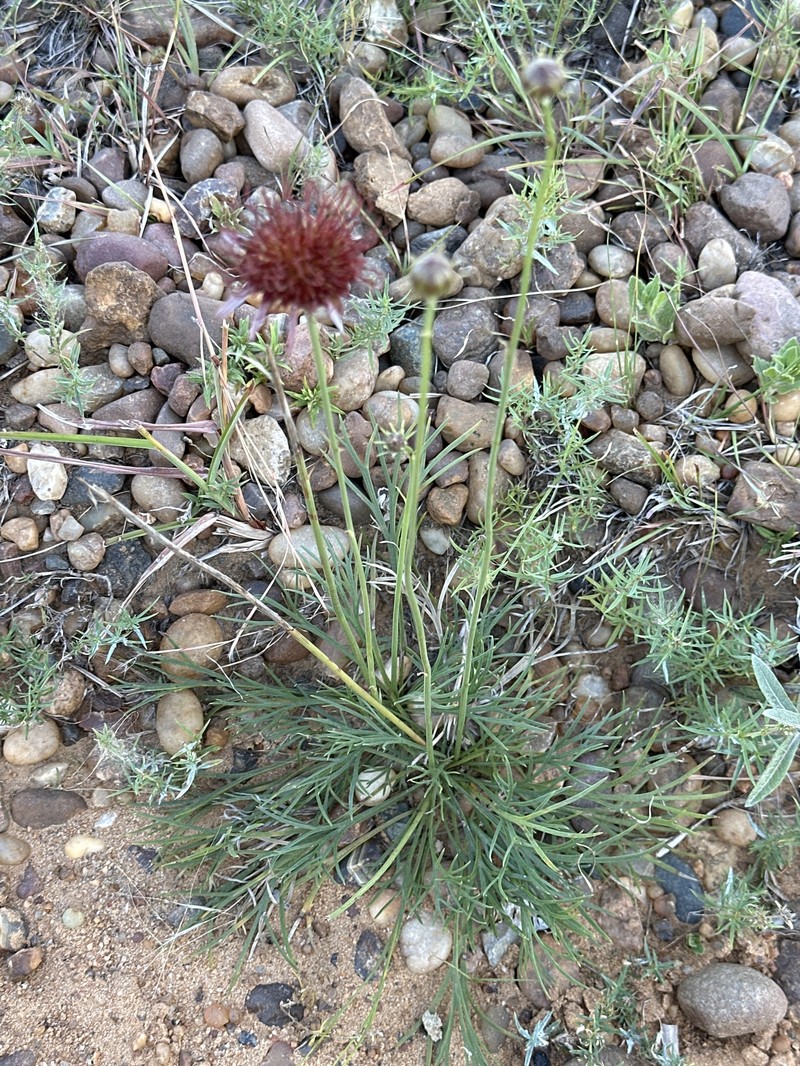 Isostigma peucedanifolium var. crithmifolium