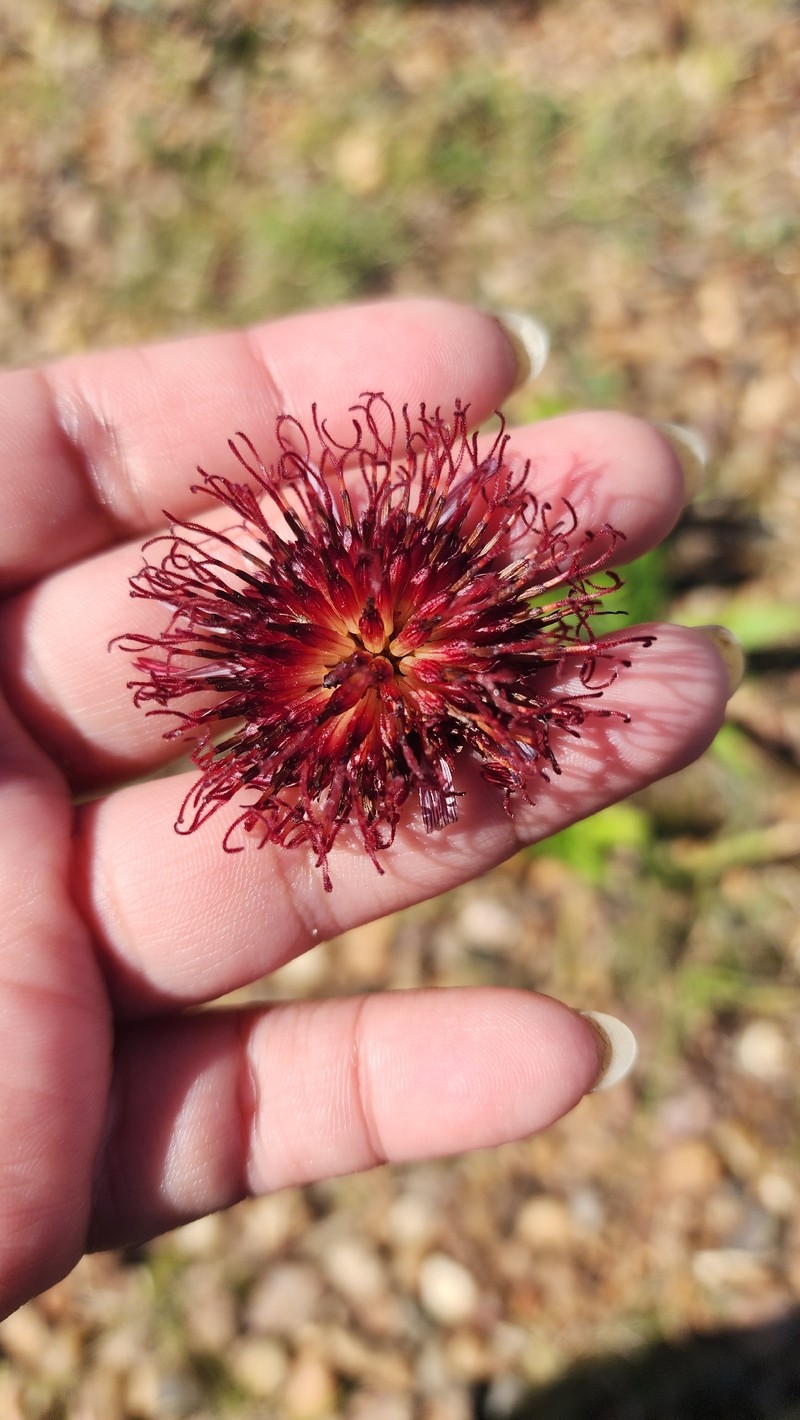 Isostigma peucedanifolium var. crithmifolium photo 2