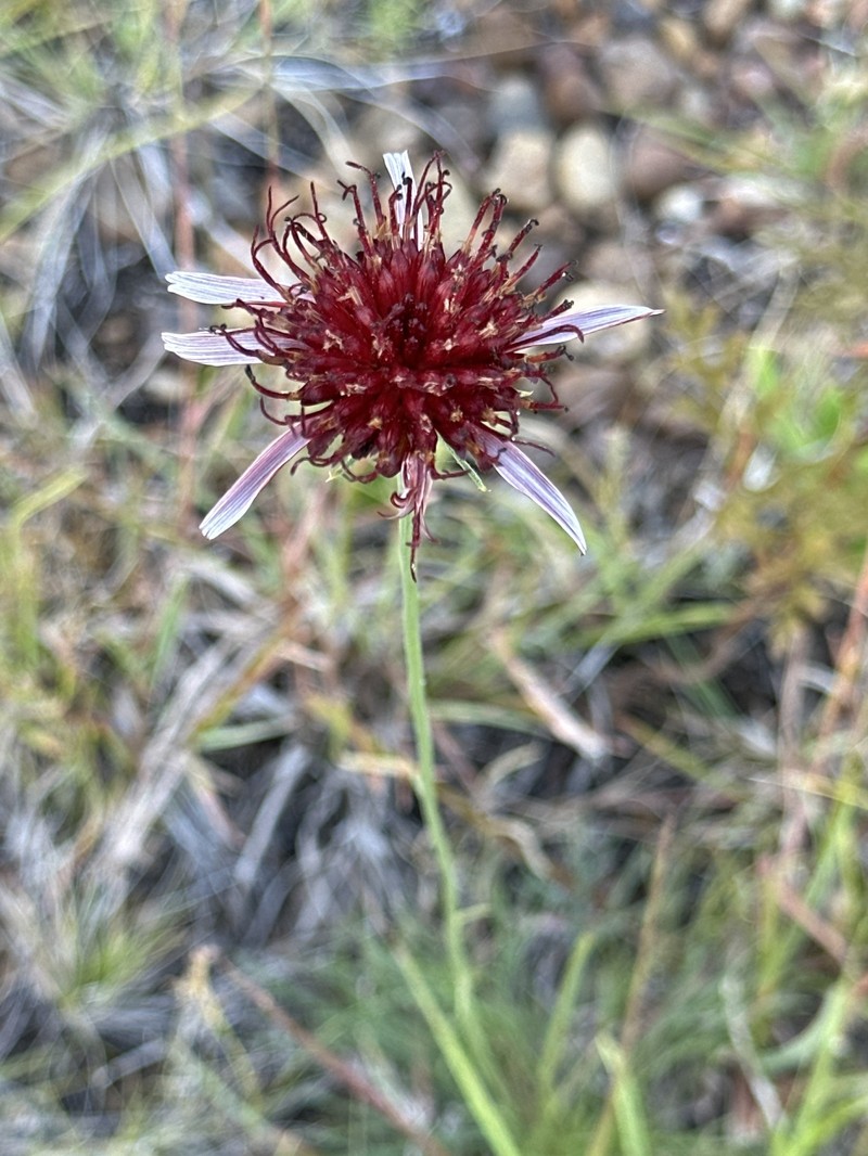 Isostigma peucedanifolium var. crithmifolium photo 3