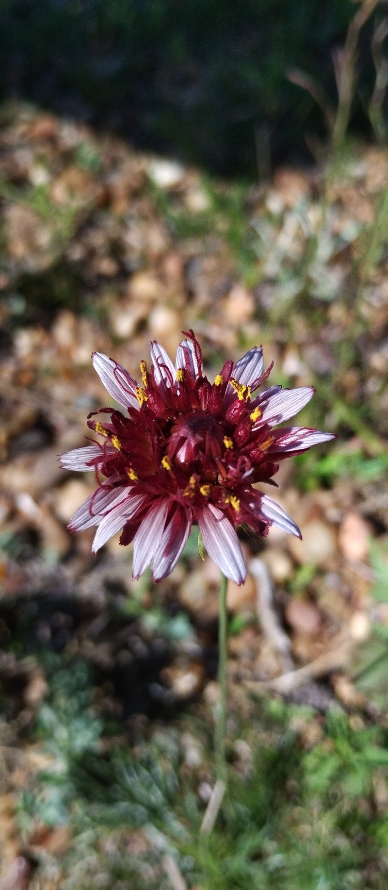 Isostigma peucedanifolium var. crithmifolium photo 4